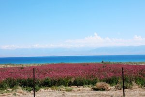 伊塞克湖Issyk-Kul