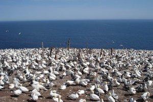 好运岛和帕斯巨石公园Bonaventure Island and Perce Ro