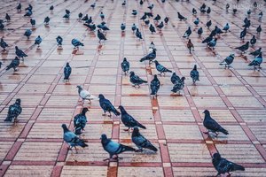 穆罕默德五世广场Square of Mohammed V