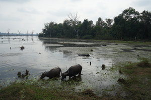 柏威夏圣剑寺庙群Preah Khan Kompong Svay Complex