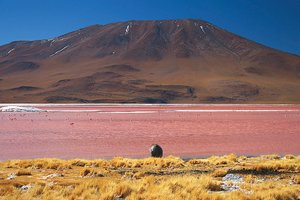 科罗拉达湖Laguna Colorada