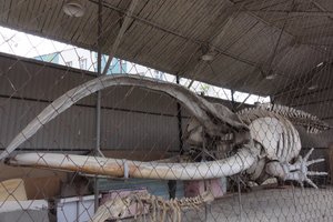 雅库茨克历史和北方人类博物馆Yakutsk Historical