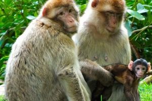 猴子森林monkey forrest